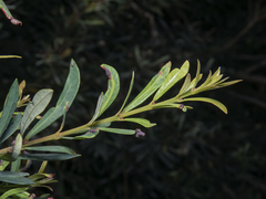 Myrceugenia lanceolata