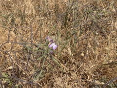Matthiola tricuspidata