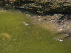 Aquarius chilensis