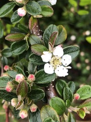 Cotoneaster × suecicus