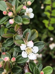 Cotoneaster × suecicus