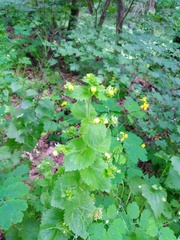 Scrophularia vernalis