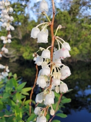 Zenobia pulverulenta