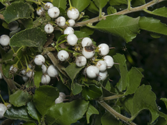 Azara serrata