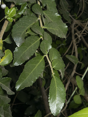 Azara serrata
