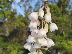 Zenobia pulverulenta