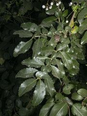Azara serrata