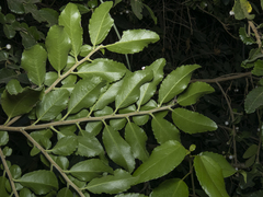 Azara serrata
