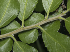 Azara serrata