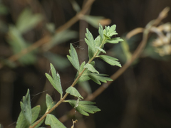 Balbisia gracilis