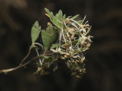 Balbisia gracilis