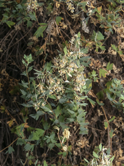 Balbisia gracilis