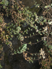 Balbisia gracilis
