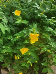Hypericum × moserianum