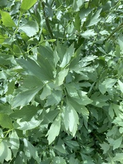 Levisticum officinale