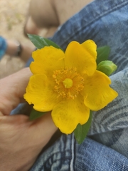 Hypericum × moserianum