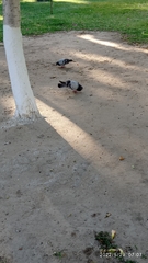 Columba livia