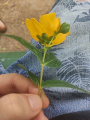 Hypericum × moserianum