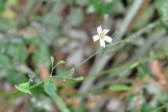 Ixeridium dentatum albiflorum