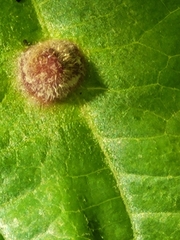 Hormaphis hamamelidis