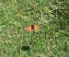 Boloria napaea