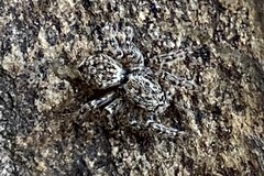 Mexigonus arizonensis