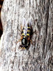 Lapposyrphus lapponicus