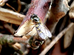 Lapposyrphus lapponicus