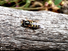 Lapposyrphus lapponicus