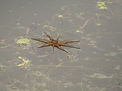 Dolomedes fimbriatus