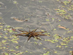 Dolomedes fimbriatus