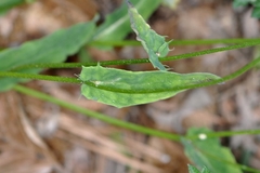 Ixeridium dentatum albiflorum