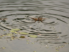 Dolomedes fimbriatus