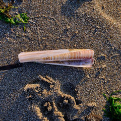 Ensis minor