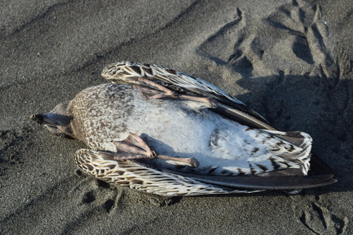 Belcher's Gull (Larus belcheri), photo 8