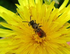Andrena labiata