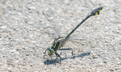 Gomphurus lineatifrons