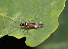 Cyllecoris histrionius
