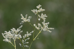 Koenigia alpina