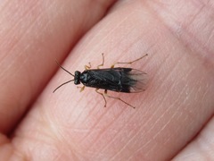 Heterarthrus ochropoda