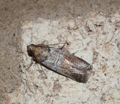Chararica hystriculella