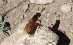 Camponotus sansabeanus