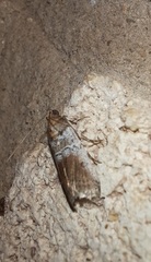Chararica hystriculella