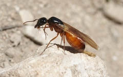 Camponotus sansabeanus