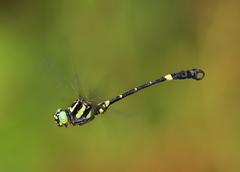 Lamelligomphus castor