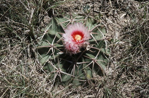 Horse Crippler Cactus