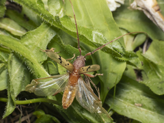 Xenocompsa flavonitida