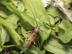 Xenocompsa flavonitida