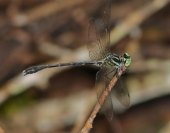 Heliogomphus selysi