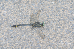 Gomphurus lineatifrons